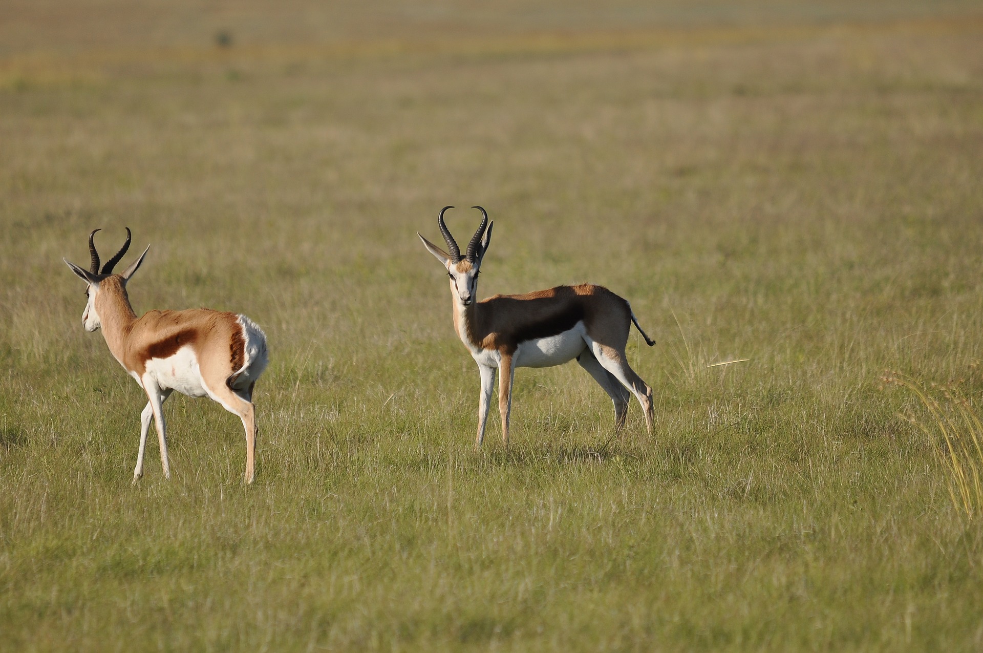 Springbok commun