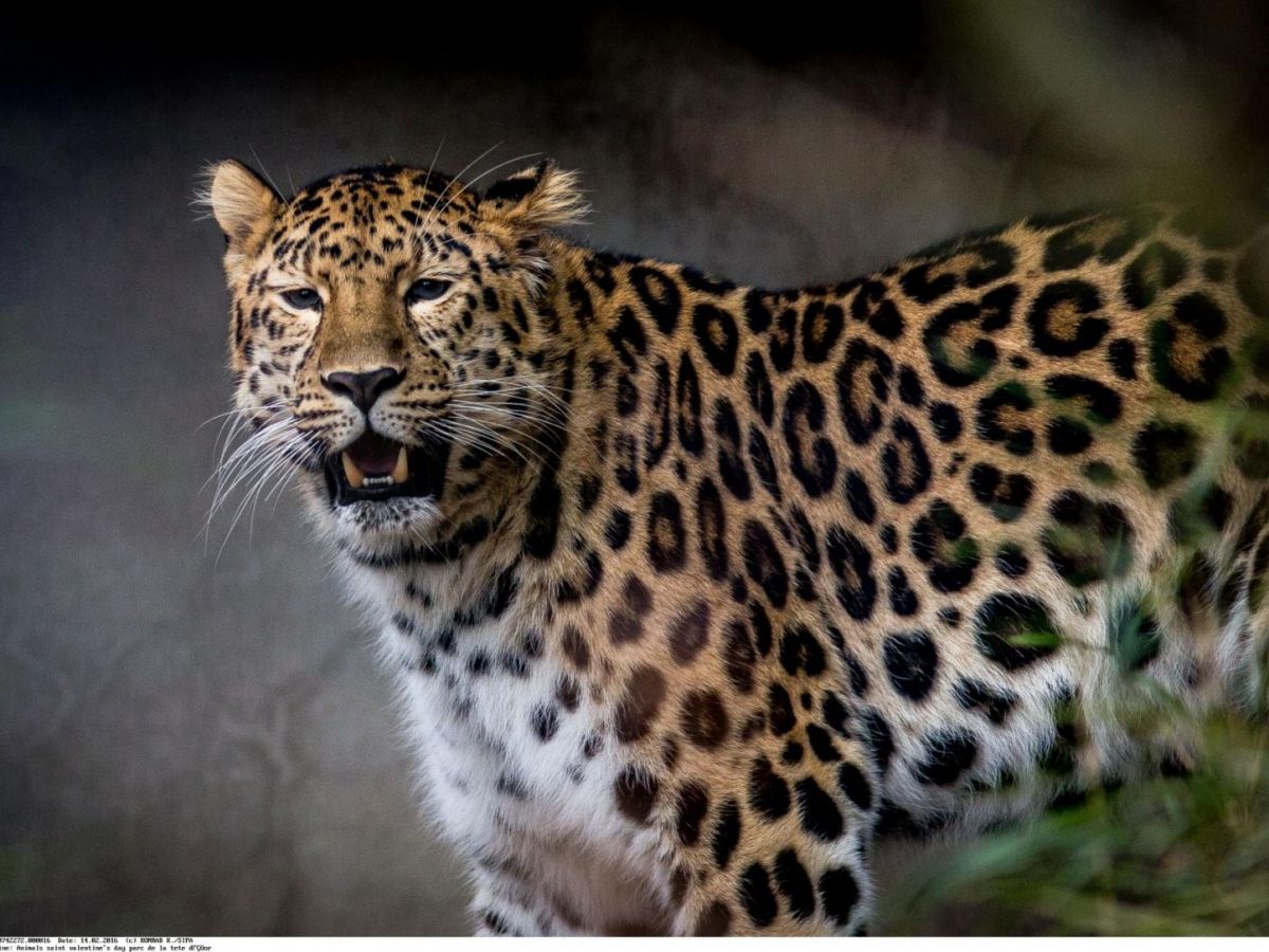 Afrique du Sud : la chasse au léopard interdite