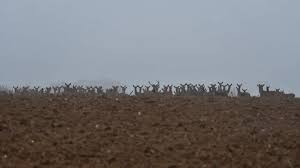 300 biches filmées en forêt de Chaux agitent les débats