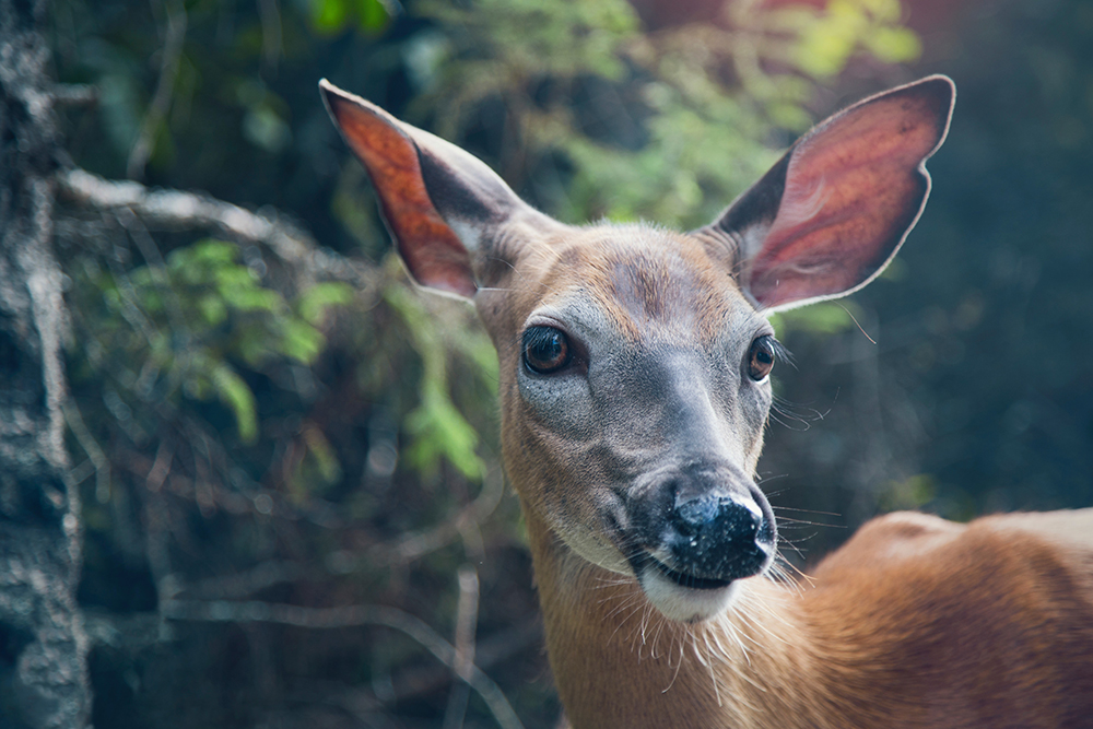 actualité chasse