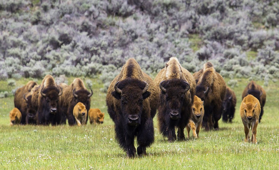 Aux Etats-Unis, une immense chasse aux bisons fait polémique