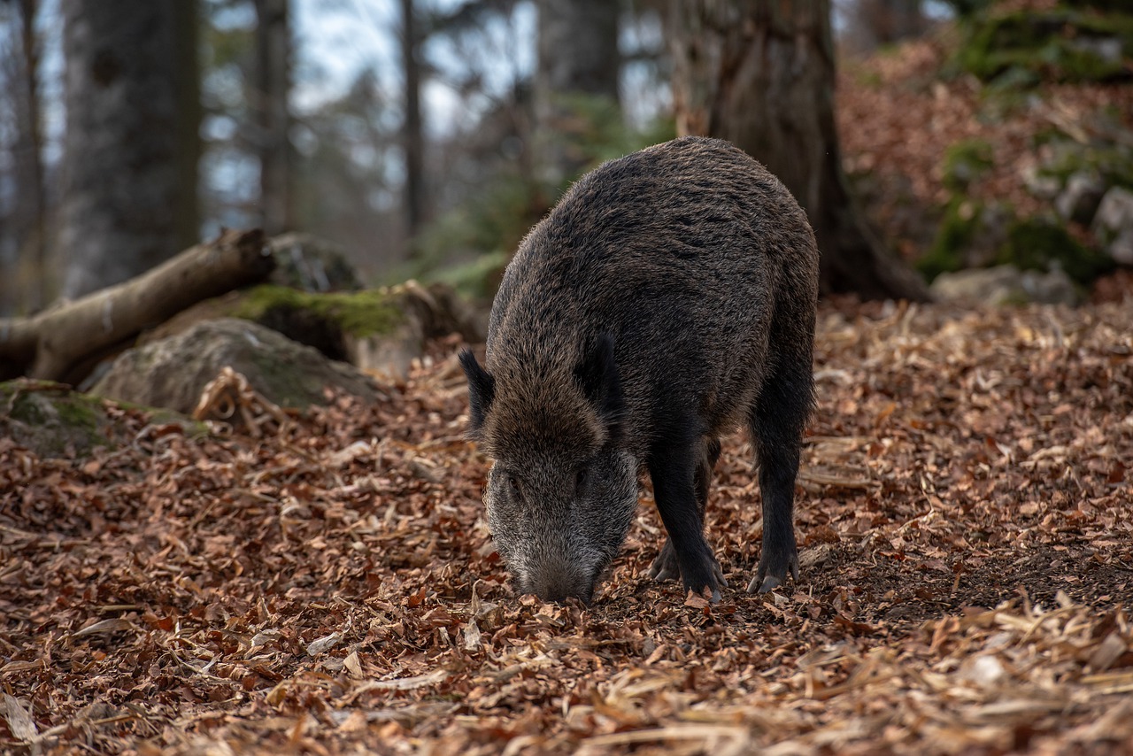 chasse France