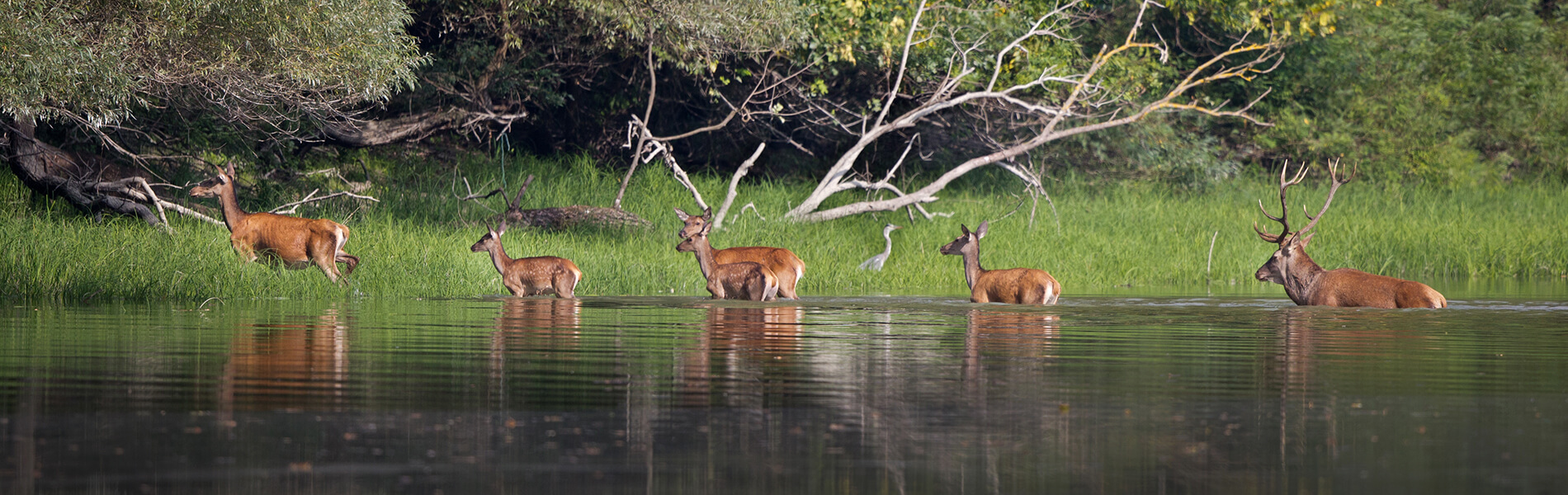 chasse belgique
