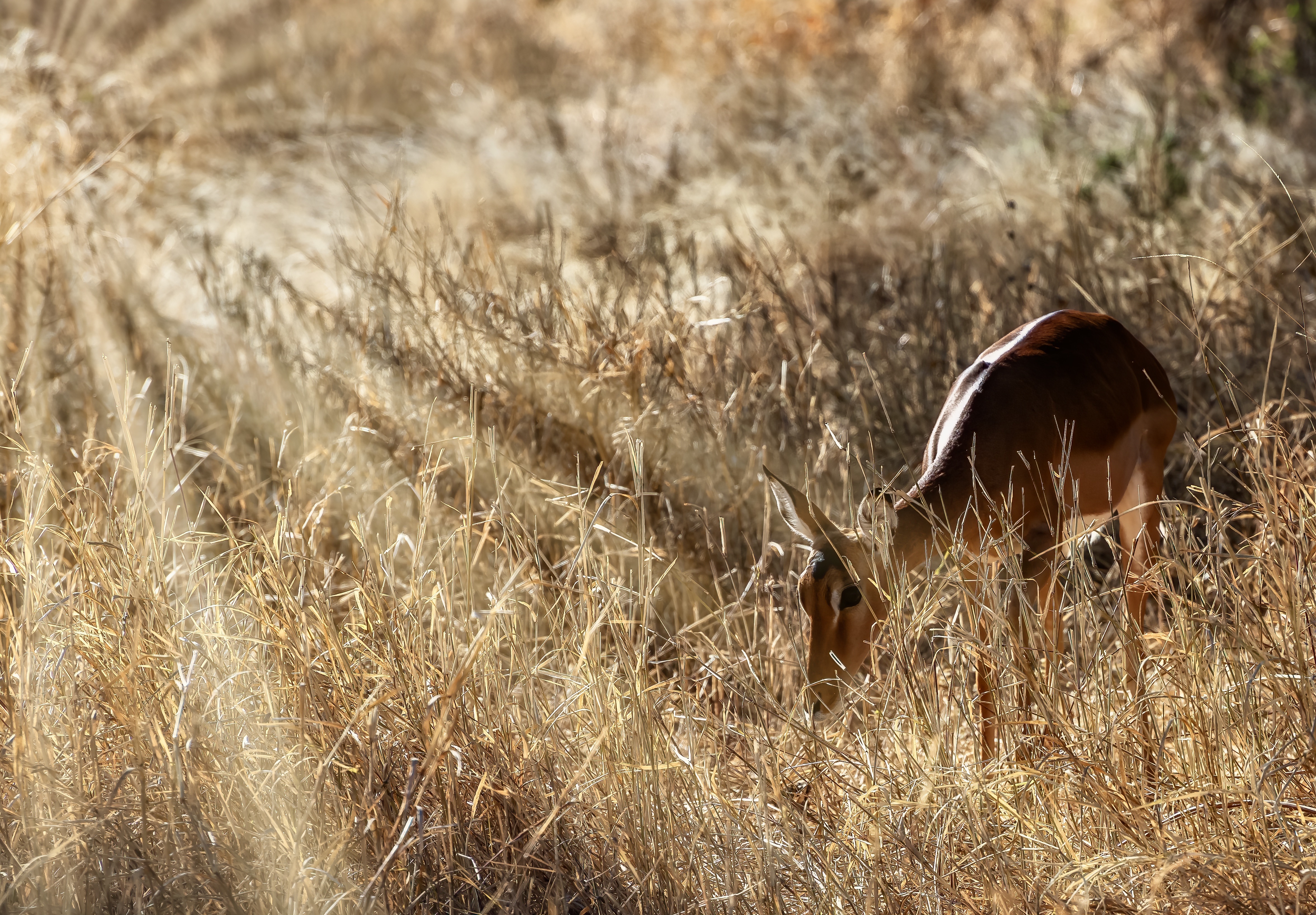 chasse légale sauve la faune