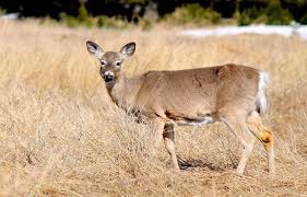 AUX ÉTATS-UNIS, « BAMBI » POSE DE SÉRIEUX PROBLÈMES DANS LA CAPITALE